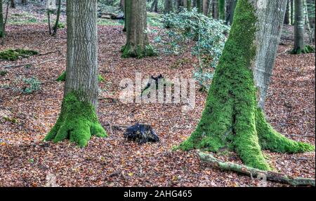 Nice view into a green forest in northern Europe Stock Photo