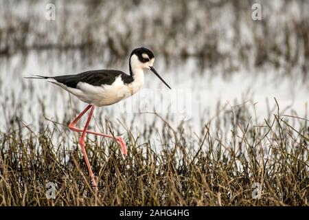 Black necked stilt walking through the swamp searching for food Stock Photo