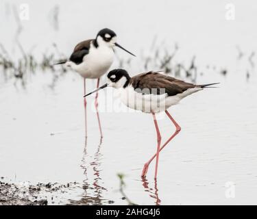 Black necked stilt walking through the swamp searching for food Stock Photo