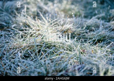 Beautiful morning scenery with blades of grass covered with white rime in the back light in a meadow. Seen in Bavaria, Germany, in December. Stock Photo