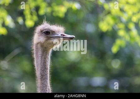 Ostrich head portrait Stock Photo