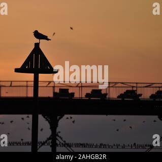 Seagull in Silhouette against a red sky background sitting on the jetty marker Stock Photo