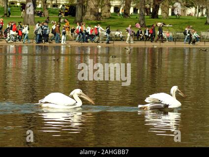 London, United Kingdom - April 11 2005:   White pelicans swimming serenely on a park lake Stock Photo