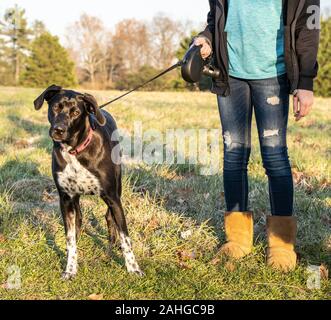 Mix breed dog looks at camera as it stands next to owner in dog park on fall day. Stock Photo