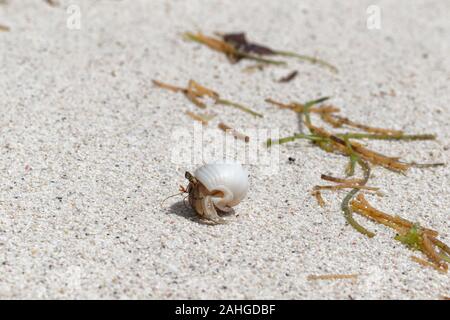 Hermit crab in the stolen shell walking on the beach