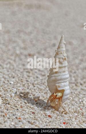 Beach wanderlust of the hermit crab in the stolen white shell Stock Photo