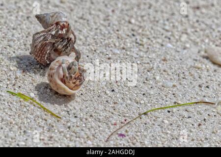 Three hermit crabs in the stolen shells fighting with eachother Stock Photo