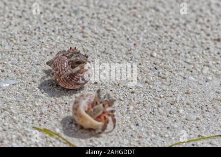 Three hermit crabs in the stolen shells fighting with eachother Stock Photo