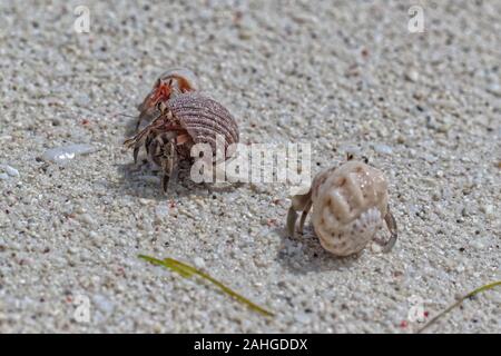 Three hermit crabs in the stolen shells fighting with eachother Stock Photo