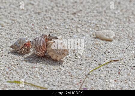 Three hermit crabs in the stolen shells fighting with eachother Stock Photo