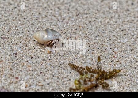 Beach wanderlust of the hermit crab in the stolen white shell