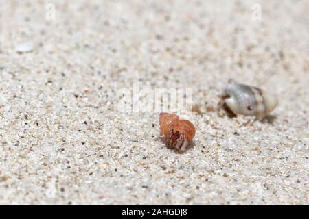 Beach wanderlust of the hermit crab in the stolen red shell