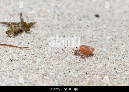 Beach wanderlust of the hermit crab in the stolen red shell