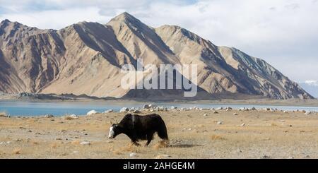 Panorama with black yak walking through the grasslands at Lake Karakul. In the backround a mountain range, belonging to the Pamir mountains (Xinjiang) Stock Photo