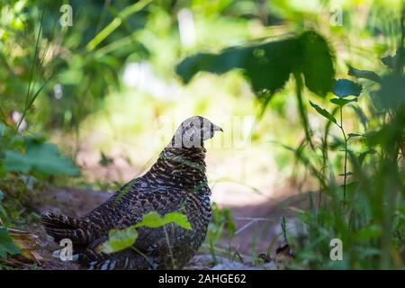 Bird Spruce Grouse in spring green forest Stock Photo