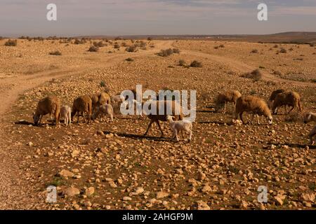 Flock of sheep in a village in the desert countryside near Asni and the ...