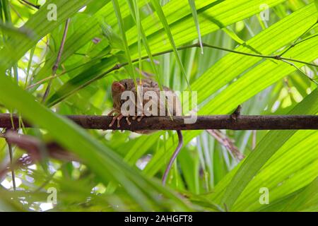 Cute tarsier syrichta sitting back on the branch under green leaves Stock Photo