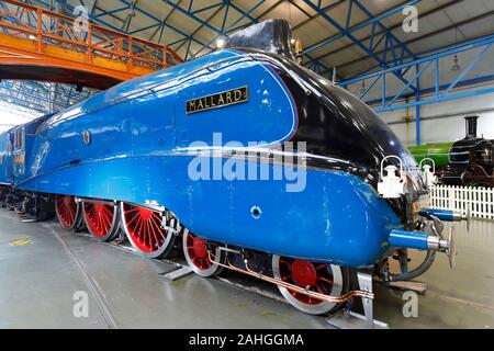 A4 Pacific Mallard 4468 speed record breaking steam locomotive in the Great Hall of the National Railway Museum in York, North Yorkshire. Stock Photo