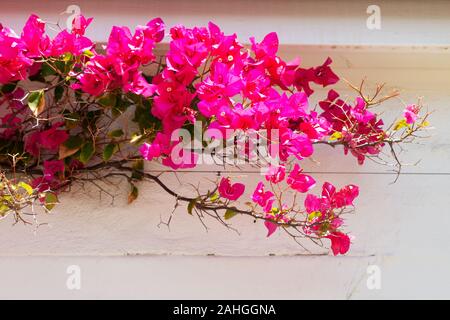 Deep pink or Red Bougainvillea flowers growing against white wood, Australia Stock Photo