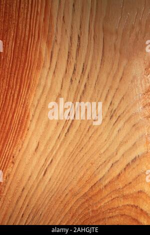 Close-up of wooden texture of a freshly cut pine tree. Growth rings on the tree trunk. Bright background of the cut tree trunk in the cross section Stock Photo