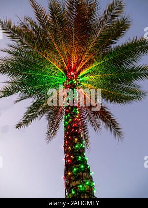 Christmas light decorationed palm tree in tropical Florida Stock Photo