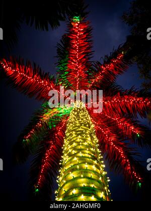 Christmas light decorationed palm tree in tropical Florida Stock Photo