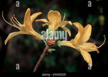 Rhododendron luteum, Ericaceae, decidous shurbs, flower yellow. Stock Photo