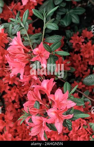Rhododendron jolie madame hi-res stock photography and images - Alamy