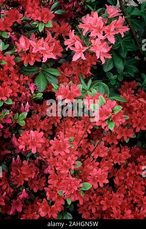 Rhododendron jolie madame hi-res stock photography and images - Alamy