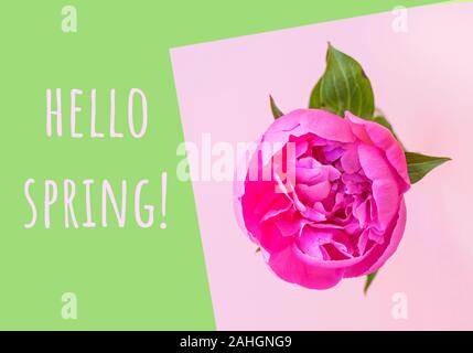 Flat lay of beautiful pink peony flower pink and green background with copyspace. Stock Photo