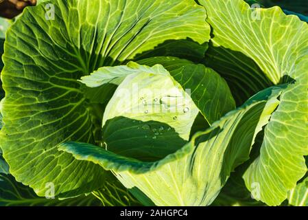 Green cabbages heads in line grow on field. Stock Photo
