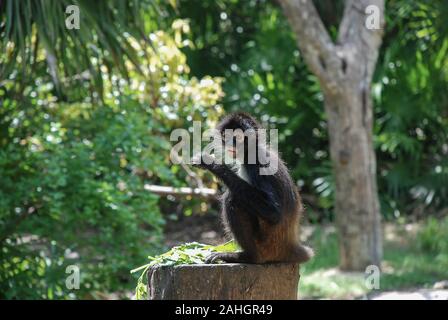 White-Bellied Spider Monkey (Ateles belzebuth) Stock Photo