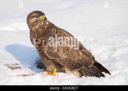 Mäusebussard (Buteo buteo) Common Buzzard • Baden-Wuerttemberg, Deutschland Stock Photo