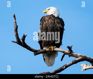 American bald eage sits perched on a dead branch Stock Photo