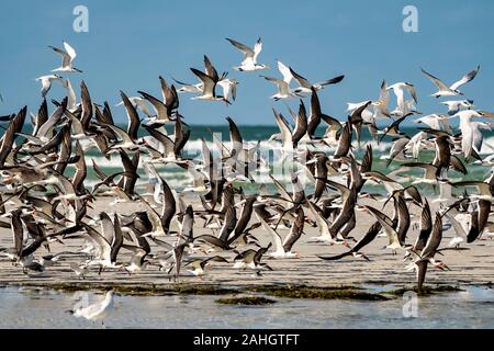 Flock of shore birds takes flight and fills the sky with wings Stock Photo