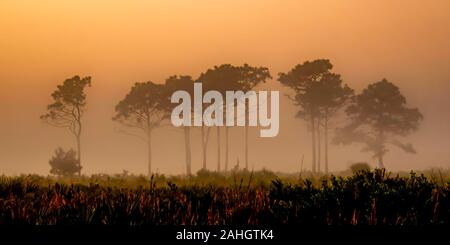 Early morning view of the wilderness in central Florida, USA Stock Photo