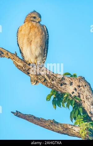 Red shouldered hawk sits perched on a dead tree in central Florida Stock Photo