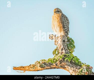 Red shouldered hawk sits perched on a dead tree in central Florida Stock Photo