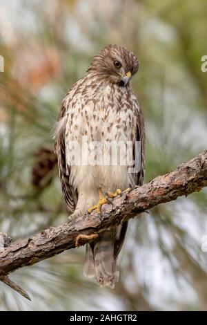 Red shouldered hawk sits in a pine tree - central Florida natural habitat Stock Photo