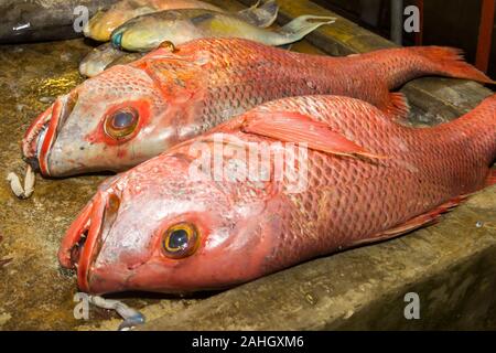 Red snapper fish on a fishmongers block, Phuket Town, Thailand Stock Photo