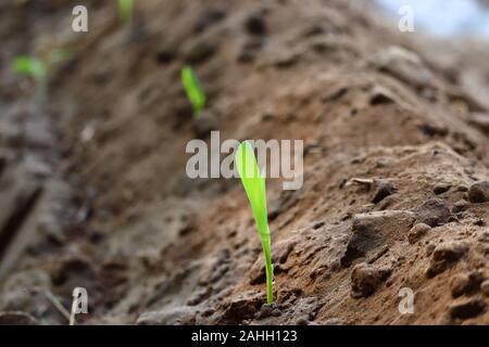small growing green corn plant with dark brown soil Stock Photo