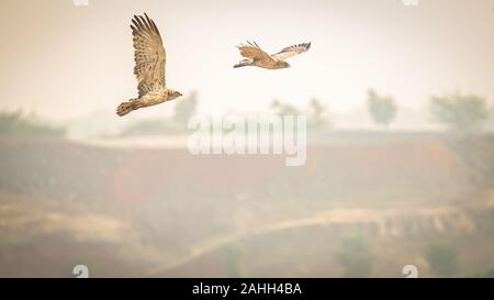 Pair of short toed eagle in flight over the hills of Indapur in Maharastra India Stock Photo