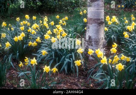 TRUMPET DAFFODILS (NARCISSUS) IN FULL BLOOM GROWING AROUND BASE OF TREE IN THE BLUE MOUNTAINS, NEW SOUTH WALES, AUSTRALIA Stock Photo