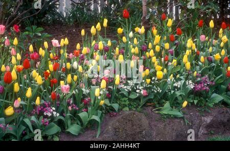 SUBURBAN SPRING ROCK GARDEN CONTAINING YELLOW AND RED TULIPS AND PURPLE AND WHITE PRIMULA PLANTS. Stock Photo