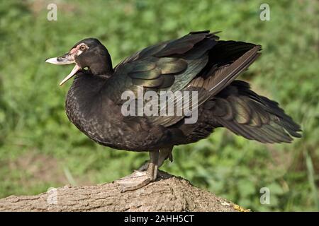 MUSCOVY DUCK (Cairina moschata).  Female 'yawning’, bill flexing. Relaxing after drying out from bathing in water. Stock Photo