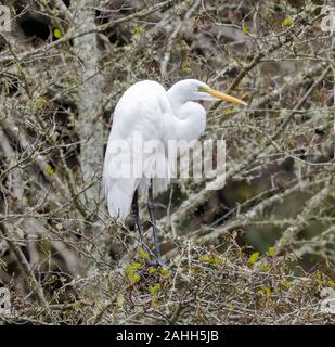 Great Egret perched on a tree Stock Photo
