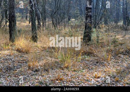 beautiful scene with birch trees in a sunny autumn birch forest in October among other birches in a birch grove. Stock Photo