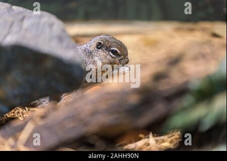 A tiny rodent enjoying a quick snack while hiding behind a rock and a branch Stock Photo