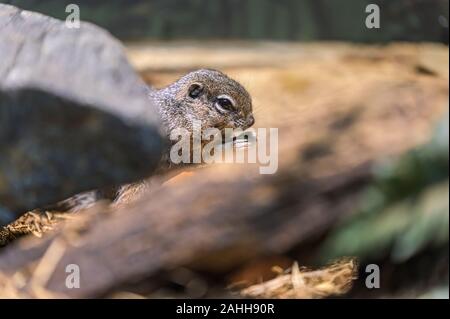 A tiny rodent enjoying a quick snack while hiding behind a rock and a branch Stock Photo