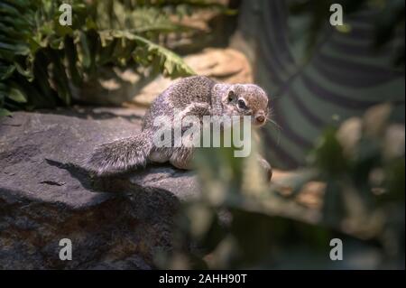 A tiny rodent observing its environment carefully Stock Photo